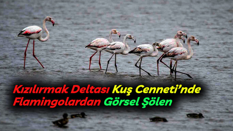 Kızılırmak Deltası Kuş Cenneti’nde Flamingolardan Görsel Şölen