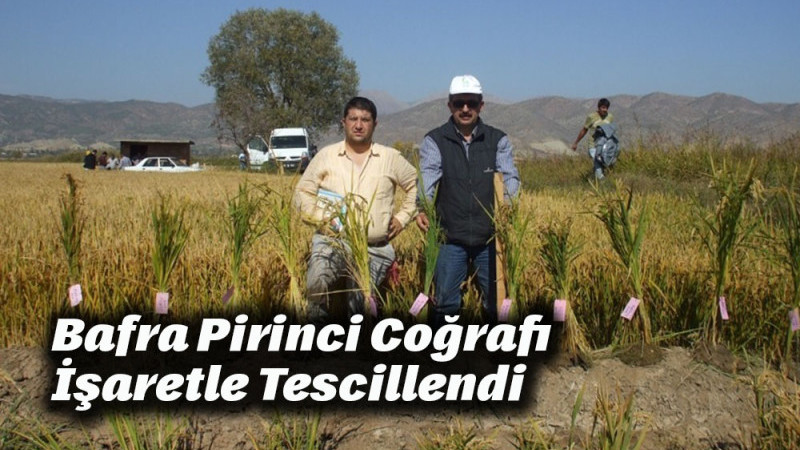 Bafra Pirinci Coğrafi İşaretle Tescillendi