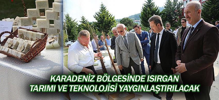 Karadeniz Bölgesinde Isırgan Tarımı ve Teknolojisi Yaygınlaştırılacak